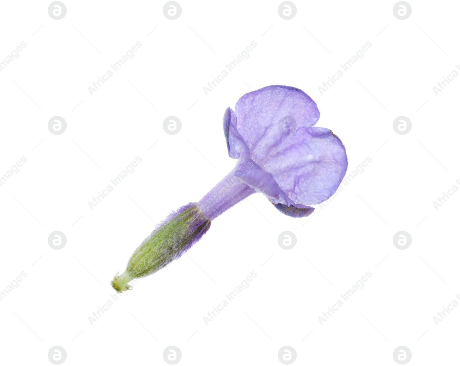 Photo of Beautiful aromatic lavender flower isolated on white