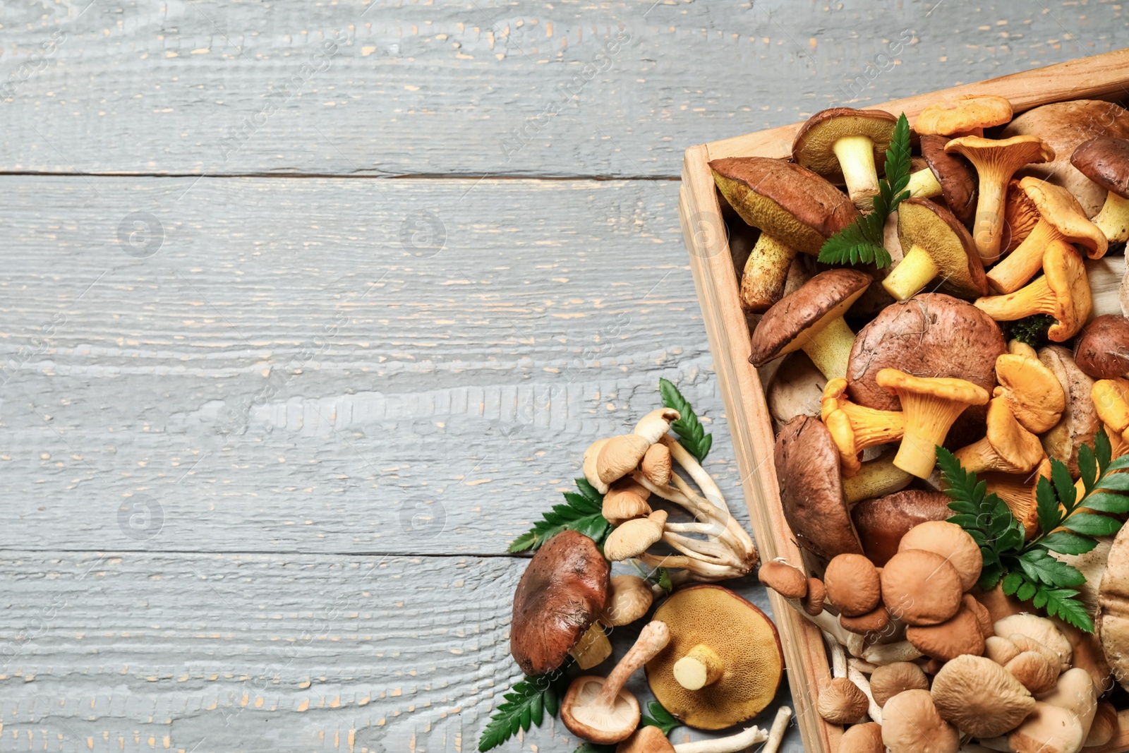 Photo of Flat lay composition with different mushrooms on grey wooden background, space for text