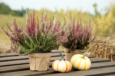 Photo of Beautiful heather flowers in pots and pumpkins on wooden pallet outdoors