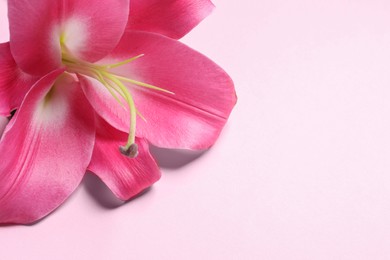 Photo of Beautiful pink lily flower on color background, closeup. Space for text
