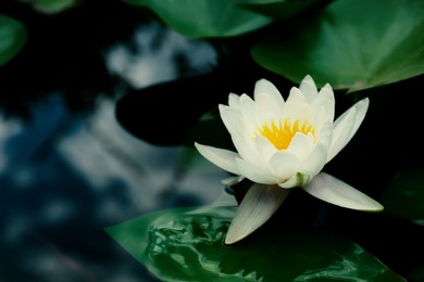 Image of Beautiful lotus and leaves on water, symbolic flower in Buddhism. Indian religion 