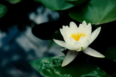 Beautiful lotus and leaves on water, symbolic flower in Buddhism. Indian religion 