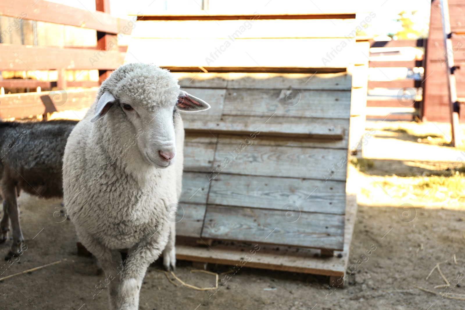 Photo of Cute funny sheep on farm. Animal husbandry