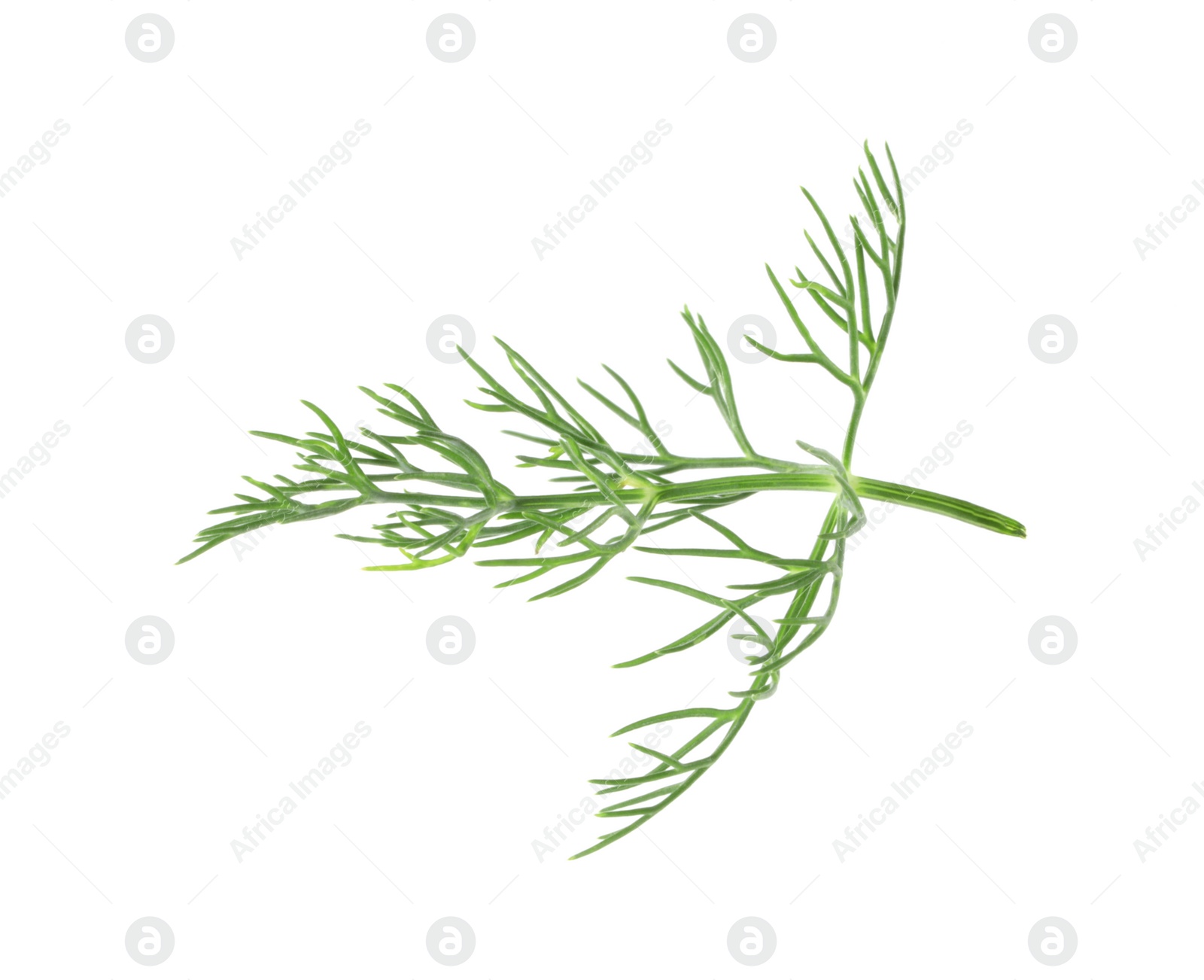 Photo of One sprig of fresh dill isolated on white