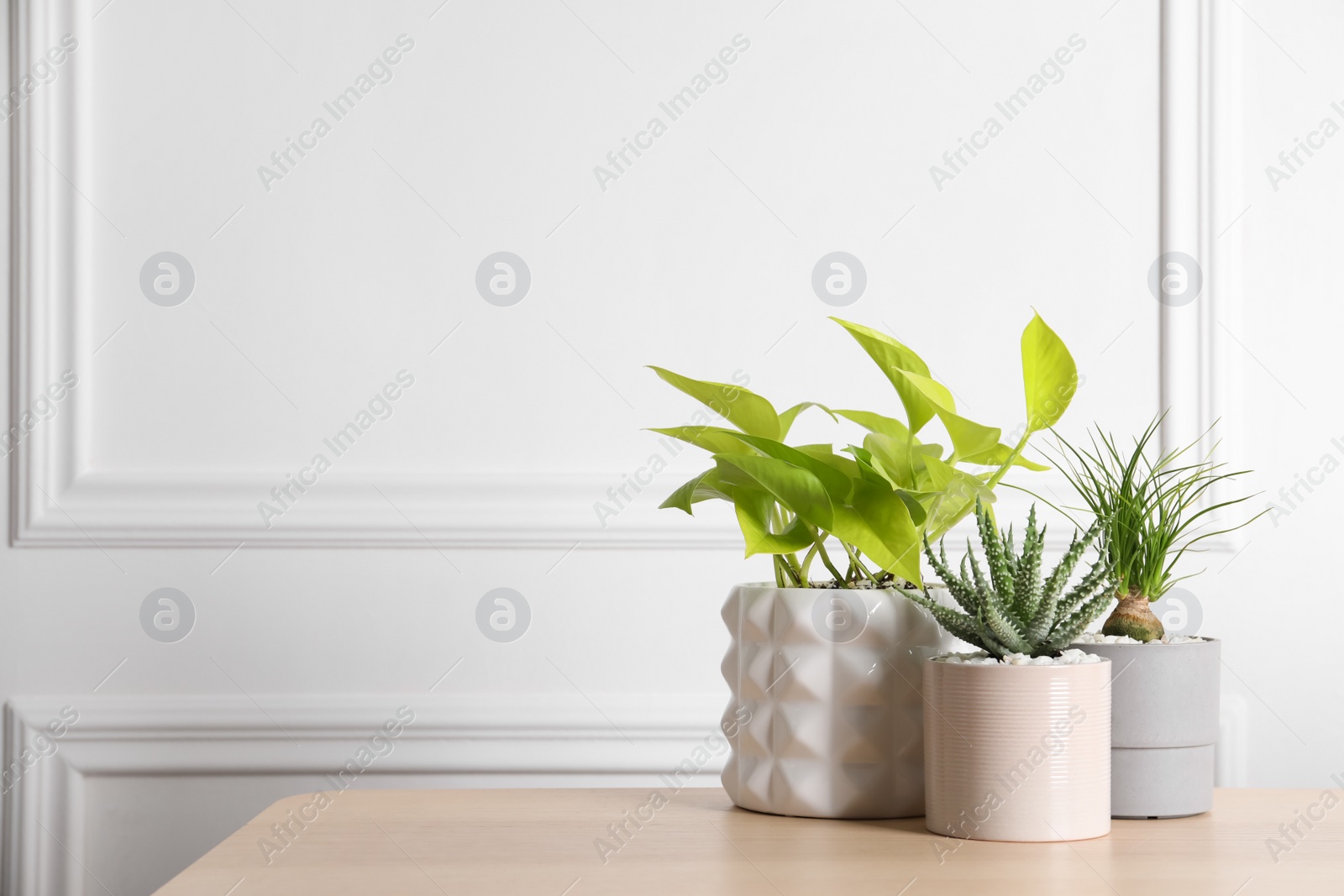 Photo of Beautiful Scindapsus, Aloe and Nolina in pots on wooden table, space for text. Different house plants