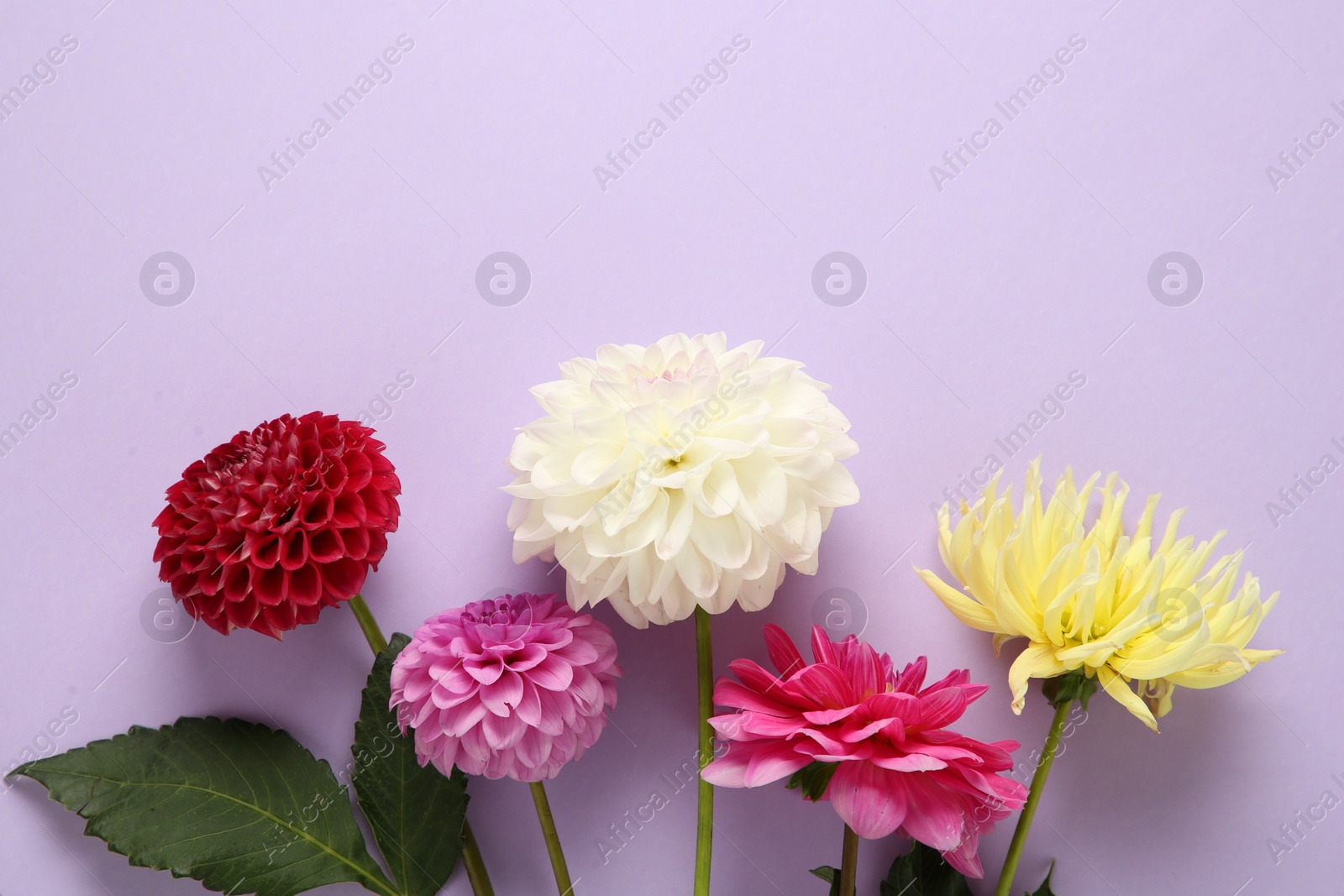 Beautiful dahlia flowers on violet background, flat lay. Space for text Photo of Beautiful dahlia flowers on violet background, flat lay. Space for text