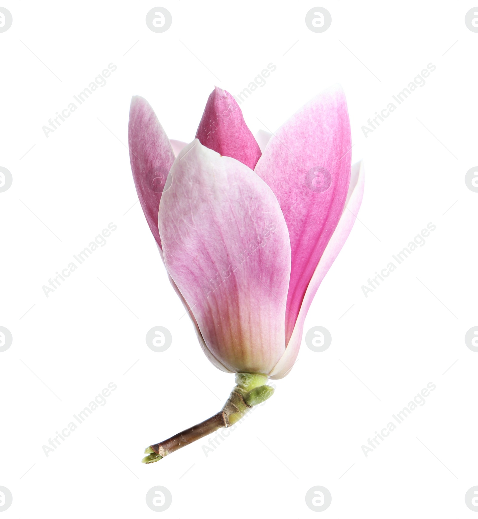 Photo of Beautiful magnolia flower isolated on white. Spring blossom