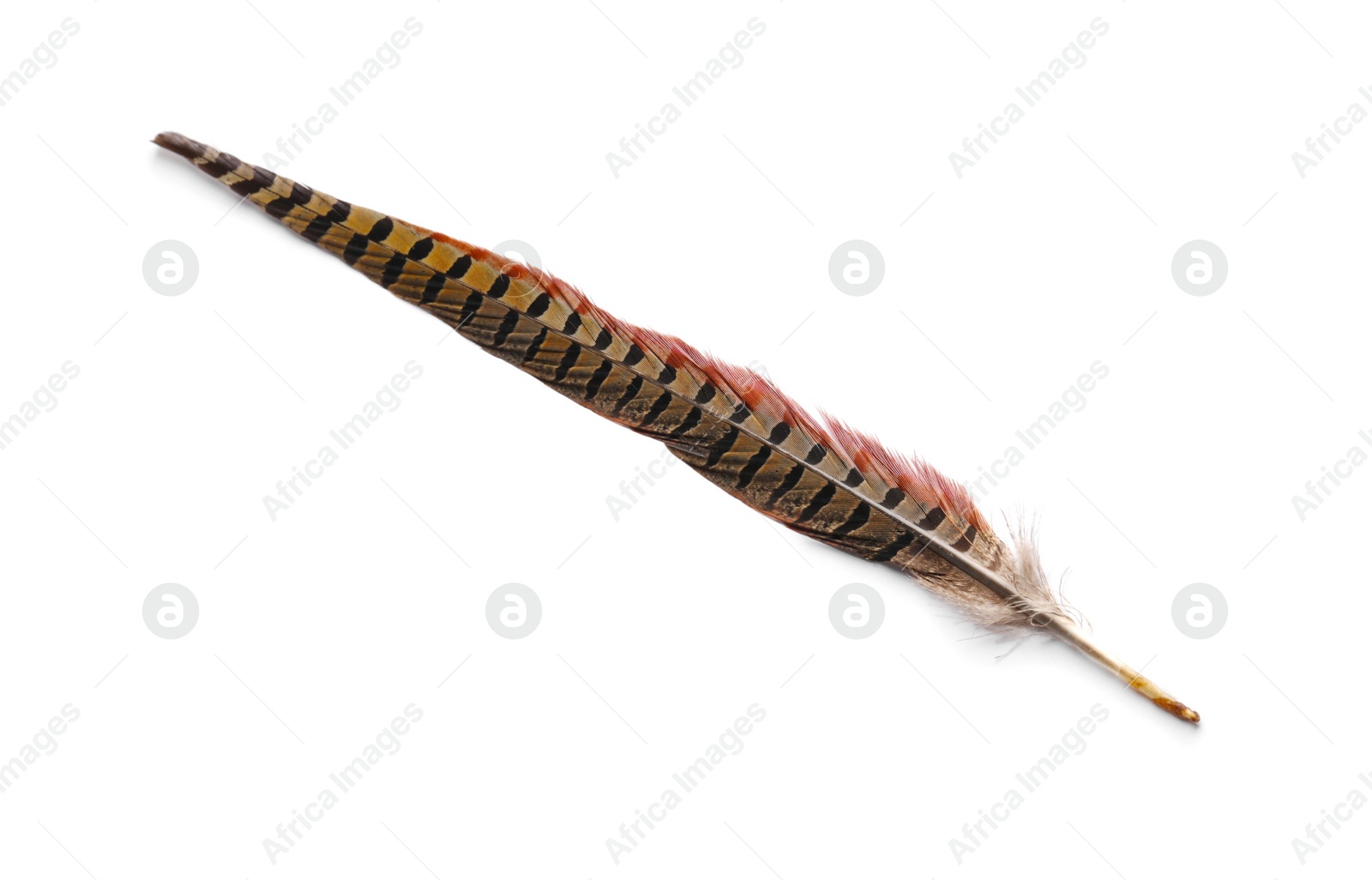 Photo of Beautiful brown bird feather isolated on white, top view