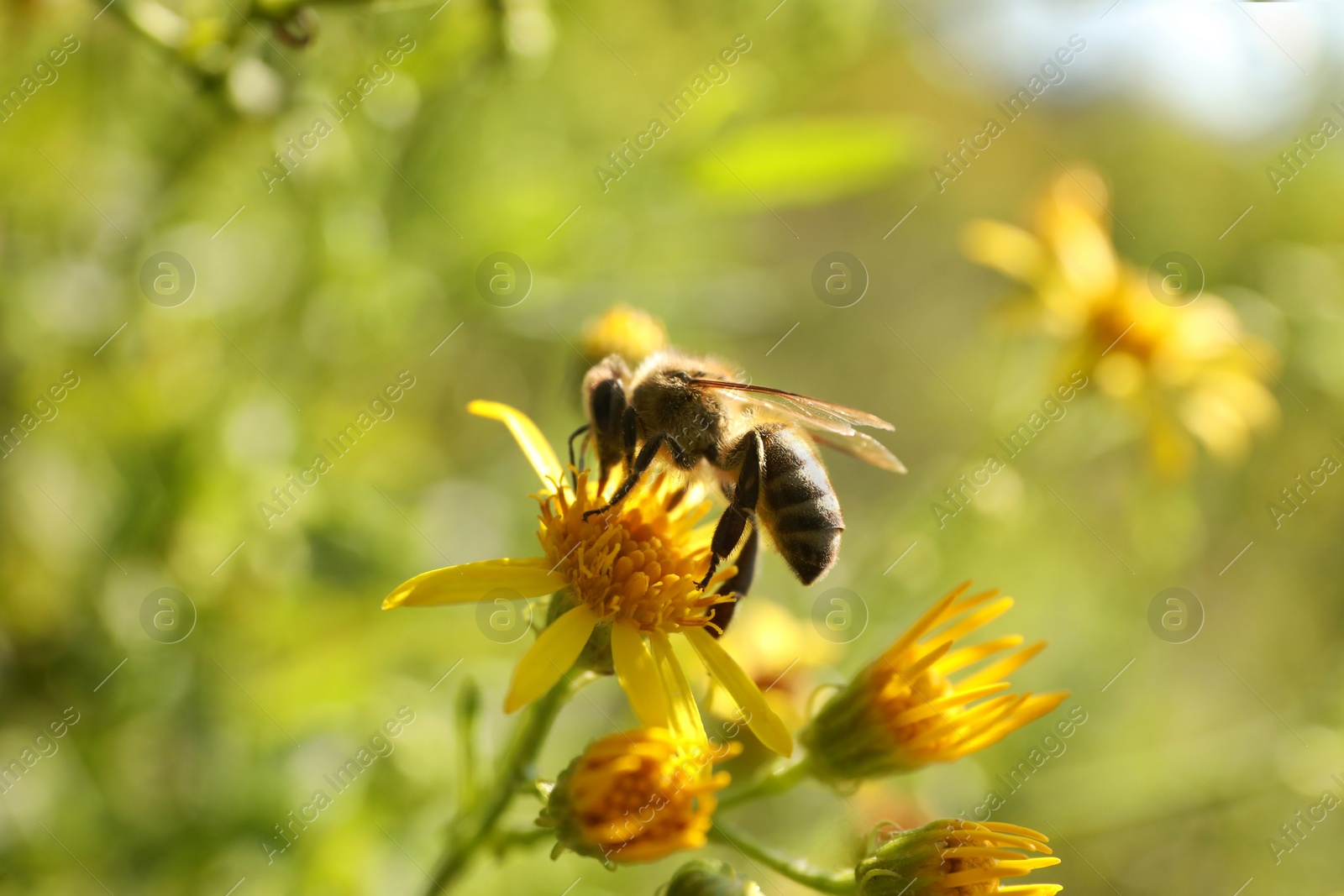 Photo of Honeybee collecting nectar from yellow flower outdoors, closeup