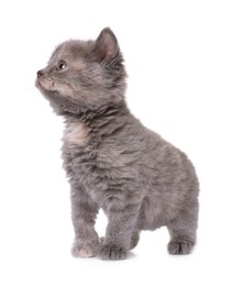 Photo of Cute little grey kitten on white background