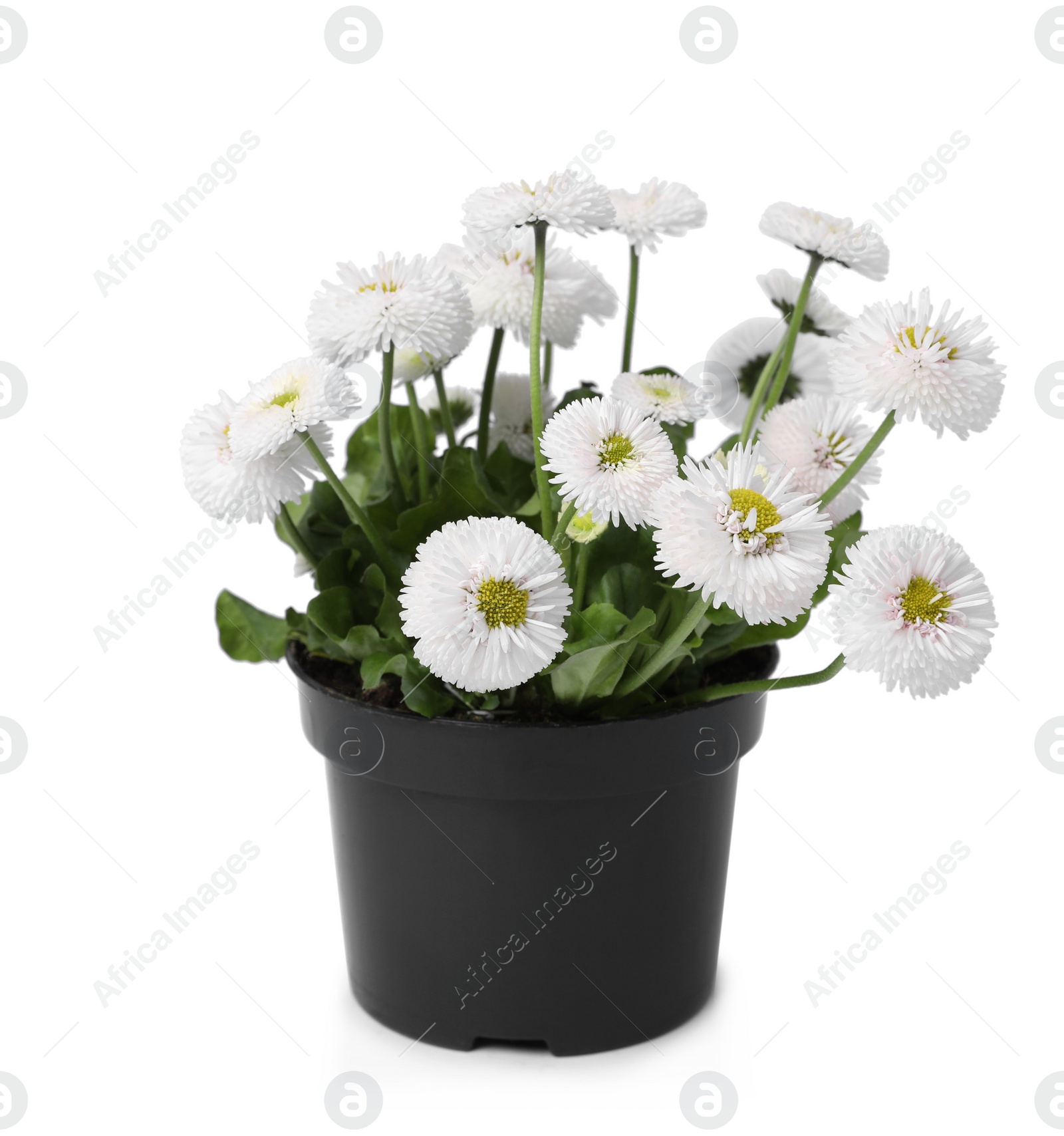 Photo of Beautiful blooming daisy flower in pot isolated on white