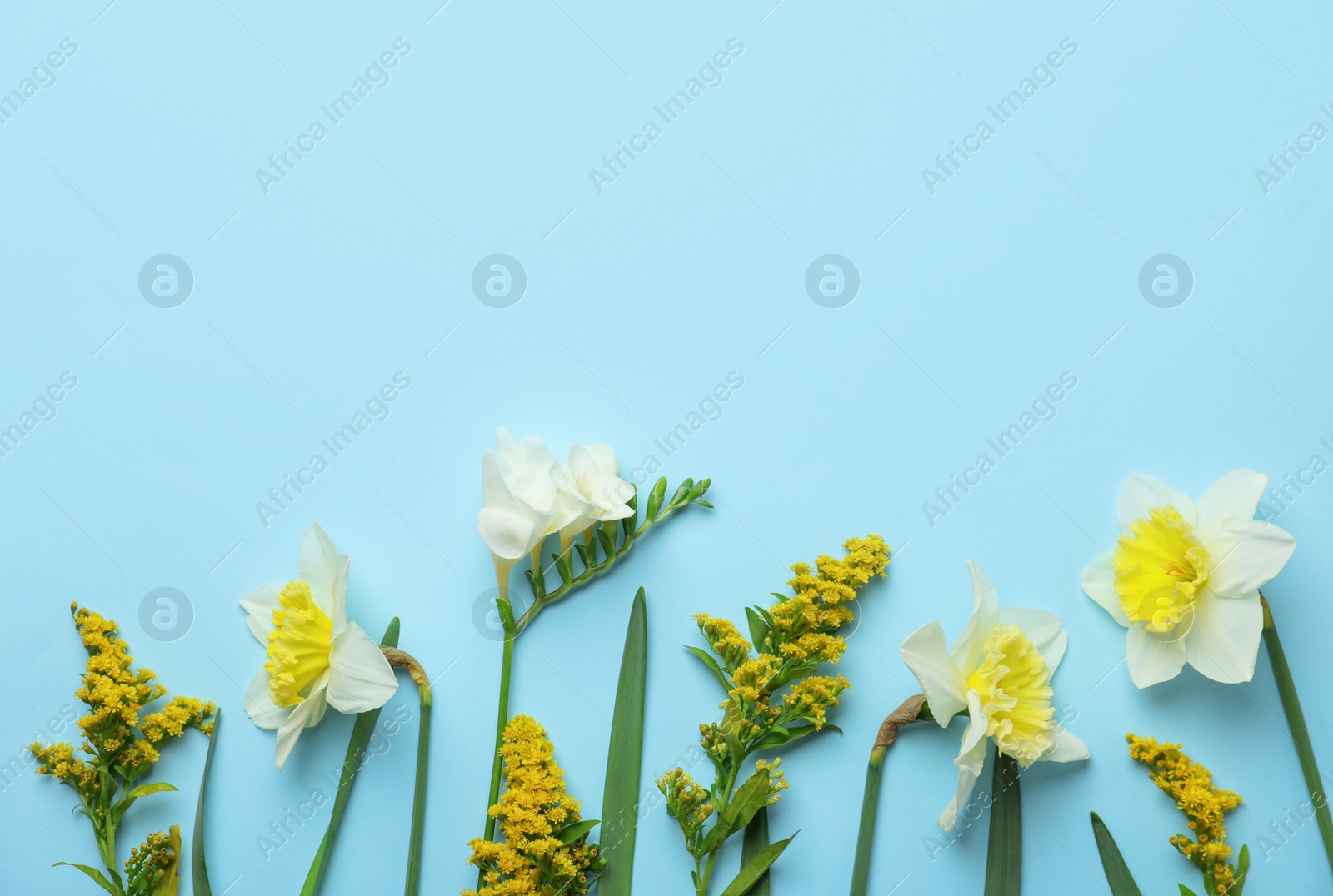 Photo of Flat lay composition with spring flowers on light blue background. Space for text