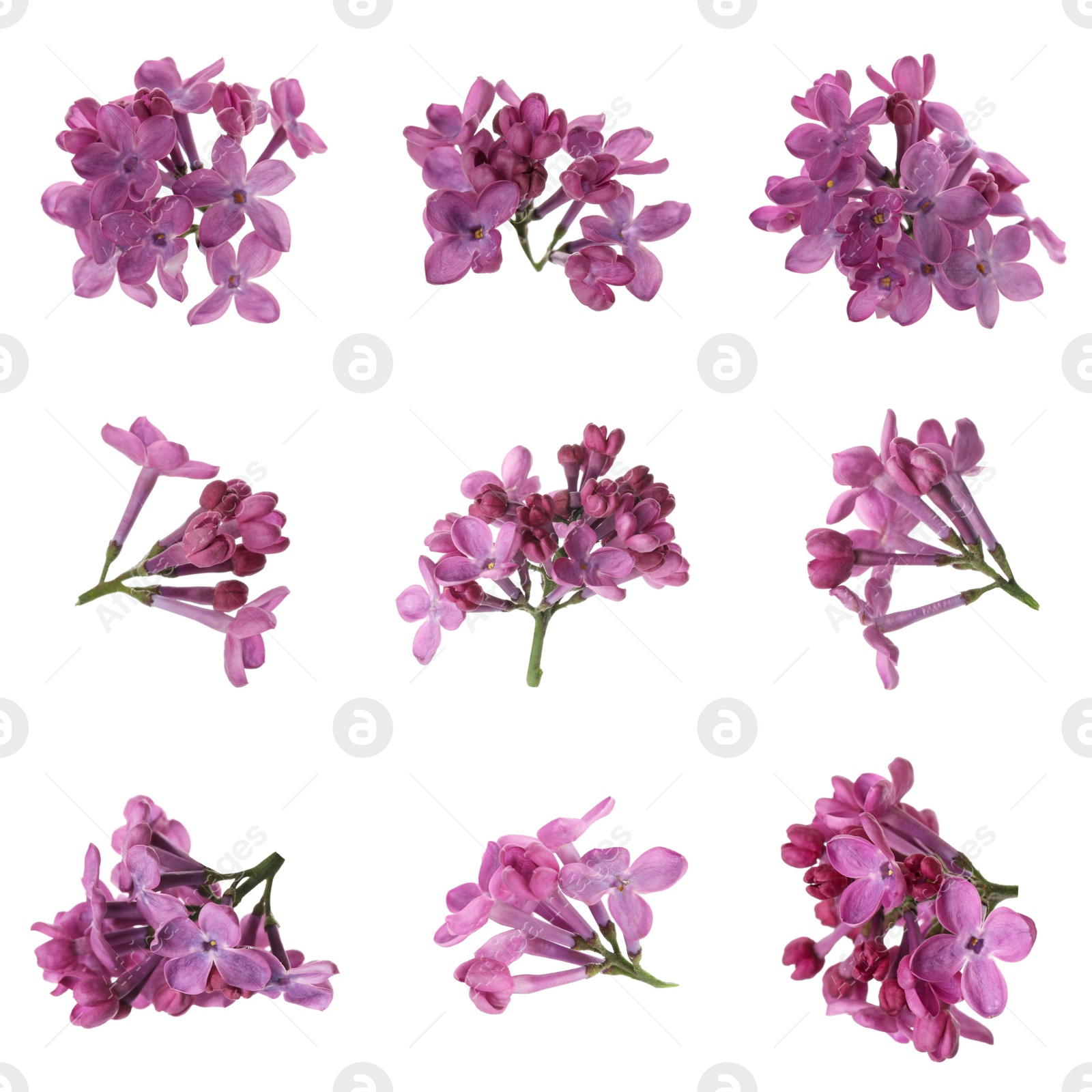 Image of Set of fragrant lilac flowers on white background