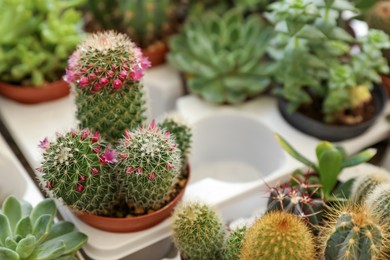 Photo of Beautiful Mammillaria zeilmanniana cactus with flowers on table, closeup. Space for text