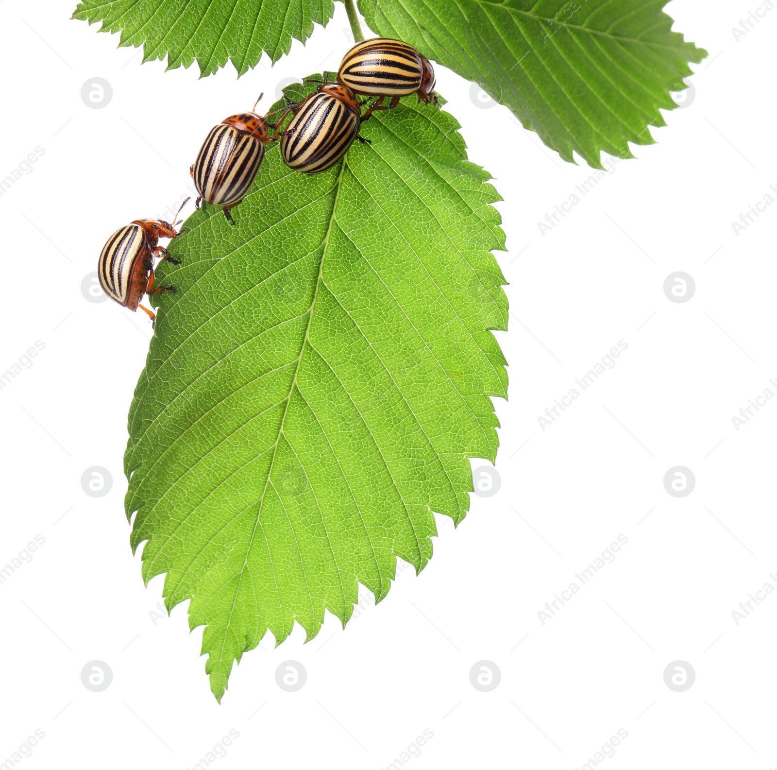 Photo of Many colorado potato beetles on green leaf against white background