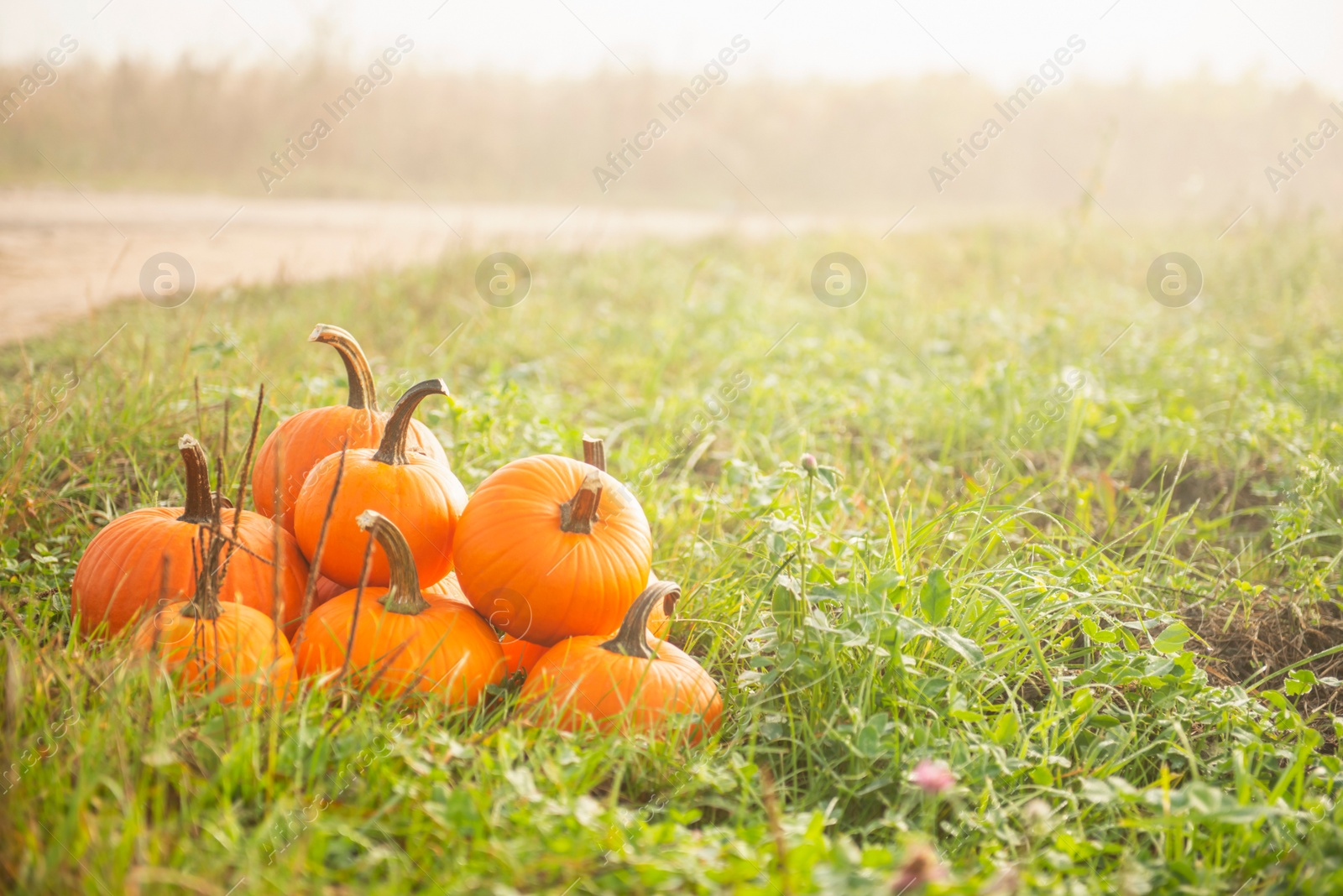 Photo of Many ripe orange pumpkins on green grass outdoors, space for text