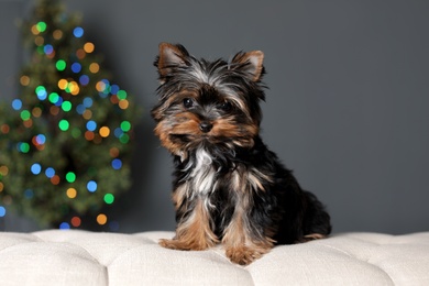 Photo of Cute Yorkshire terrier puppy and blurred Christmas tree on background. Happy dog