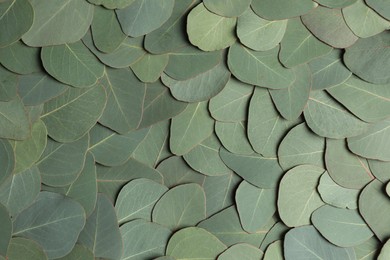 Fresh green leaves of eucalyptus as background, top view