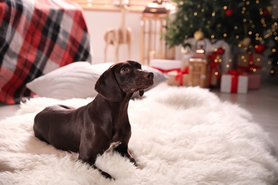 Cute dog in room decorated for Christmas