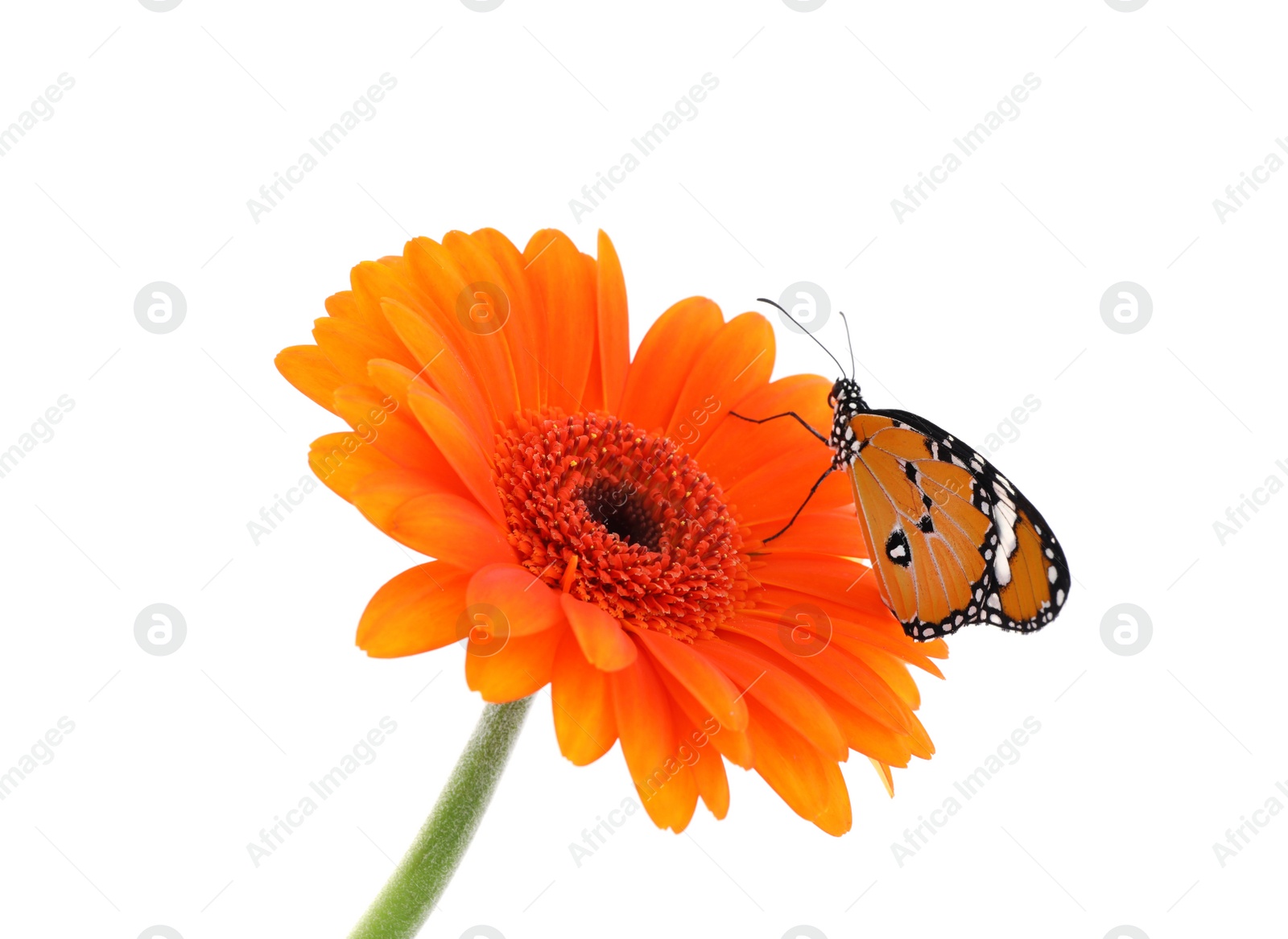 Photo of Flower with beautiful painted lady butterfly isolated on white