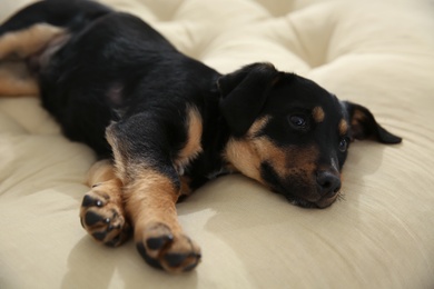 Cute little puppy lying on soft pillow
