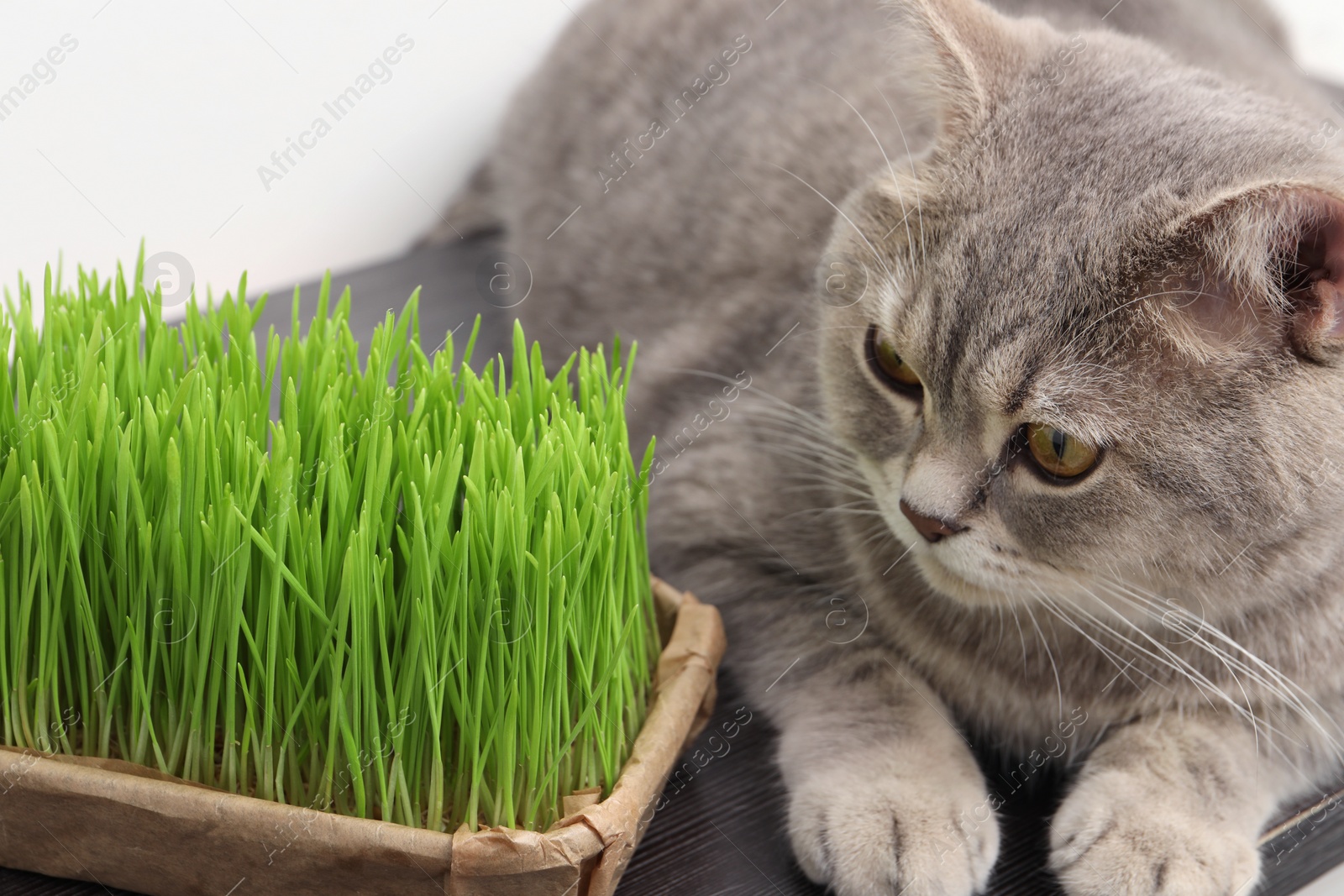 Photo of Cute cat near fresh green grass on wooden desk indoors