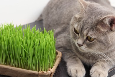 Cute cat near fresh green grass on wooden desk indoors