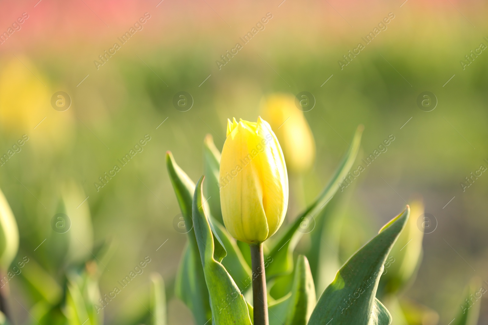 Photo of Fresh beautiful tulip in field. Blooming spring flower