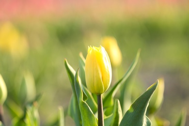 Fresh beautiful tulip in field. Blooming spring flower