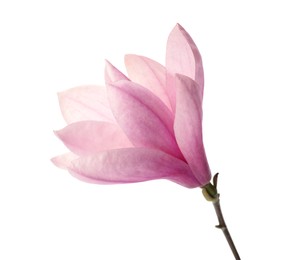 Beautiful delicate magnolia flower isolated on white