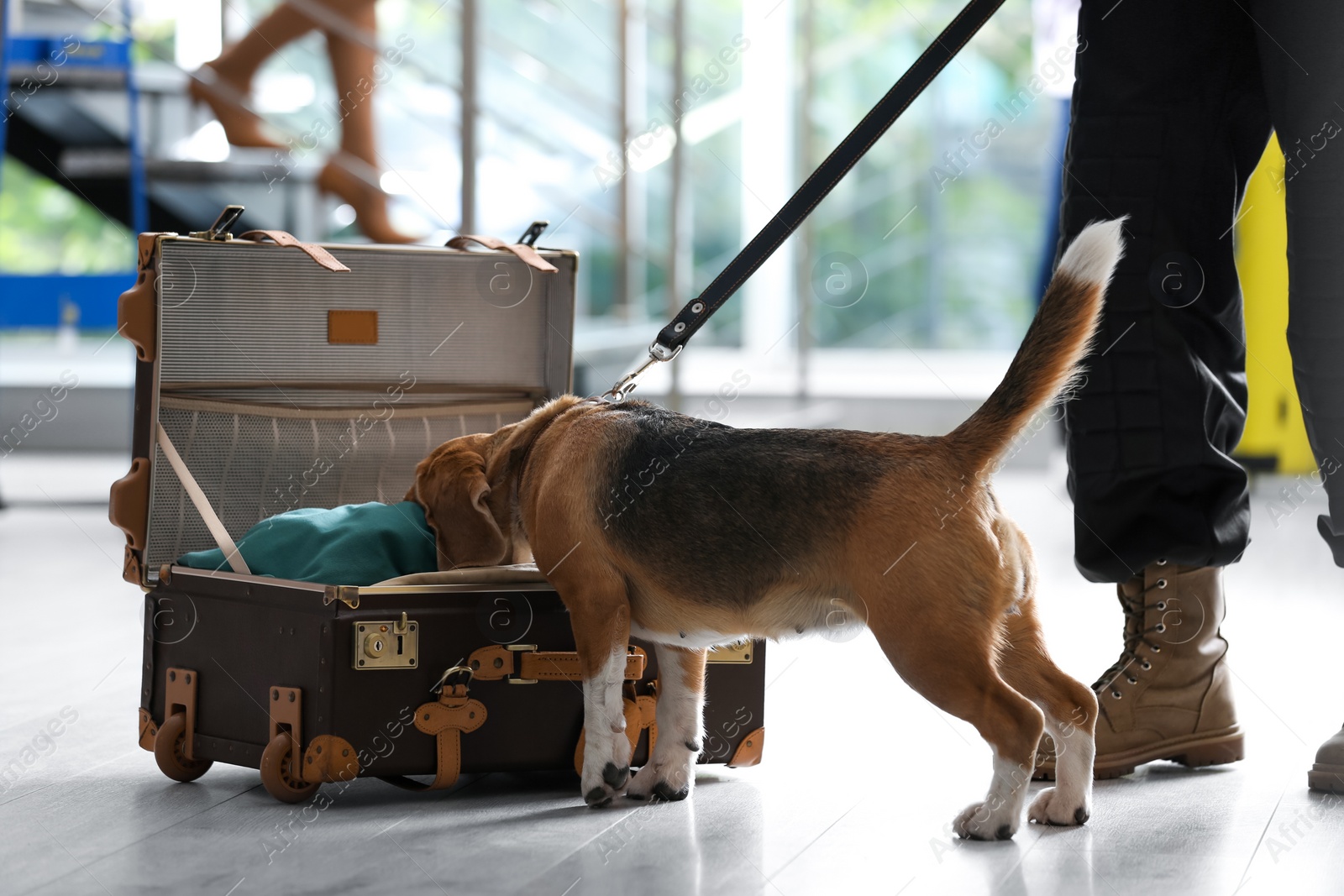 Photo of Officer with dog looking for drugs near open suitcase in airport, closeup