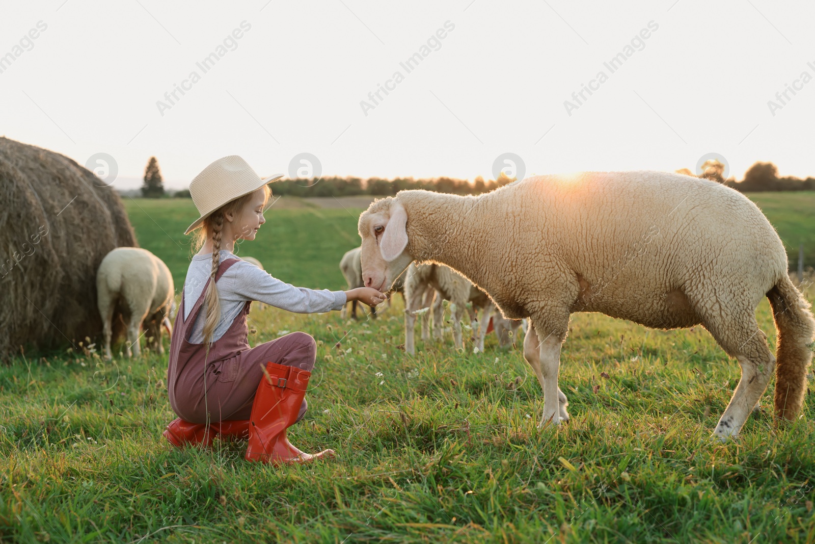 Photo of Girl feeding sheep on pasture. Farm animals