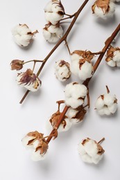 Photo of Dried cotton branches with fluffy flowers on white background, flat lay