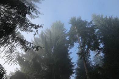 Photo of Beautiful coniferous trees in forest on foggy day, low angle view