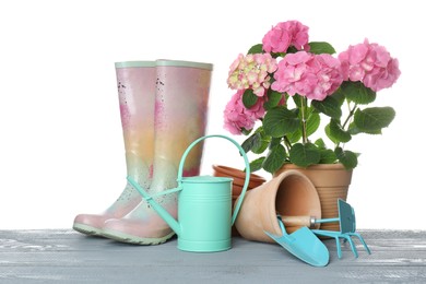 Beautiful blooming plant, garden tools and accessories on grey wooden table against white background