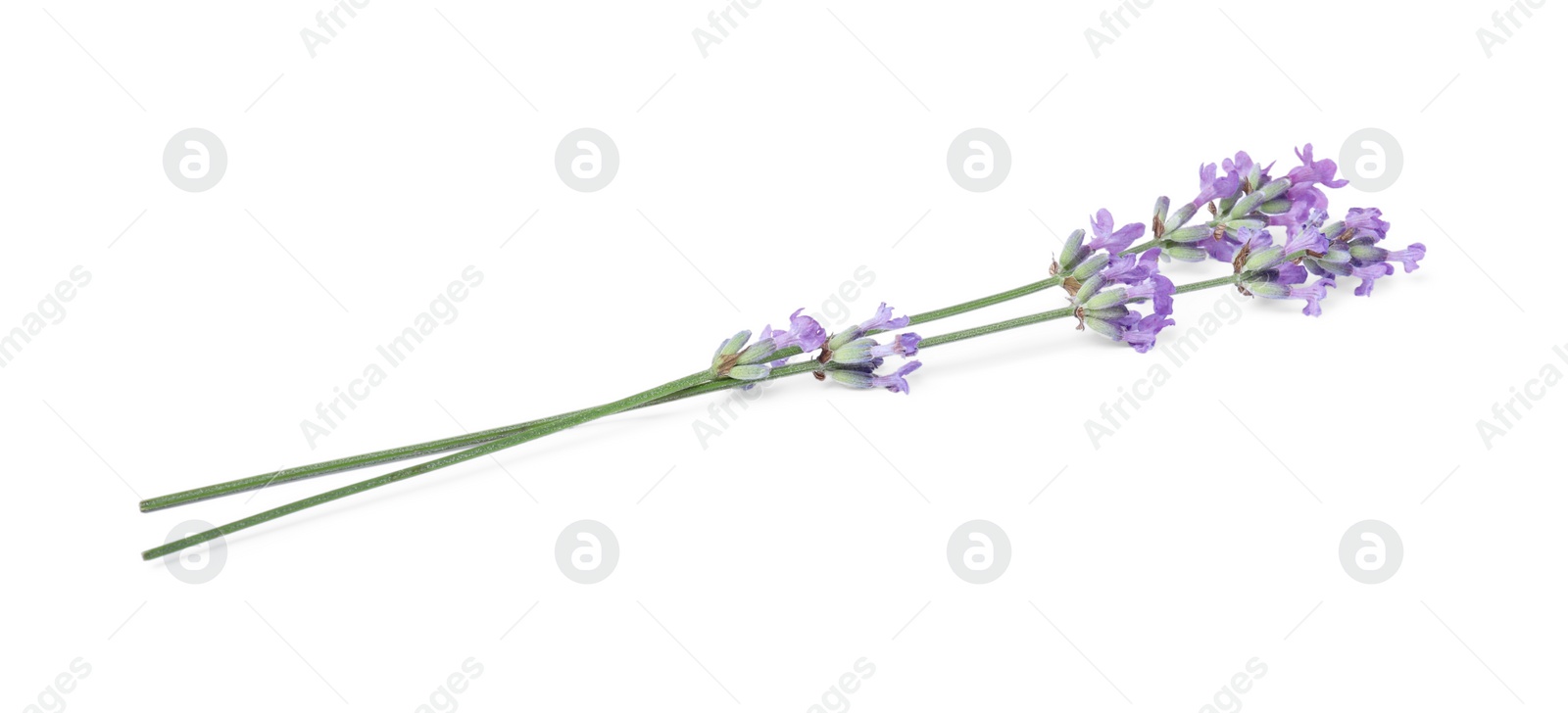 Photo of Beautiful aromatic lavender flowers isolated on white