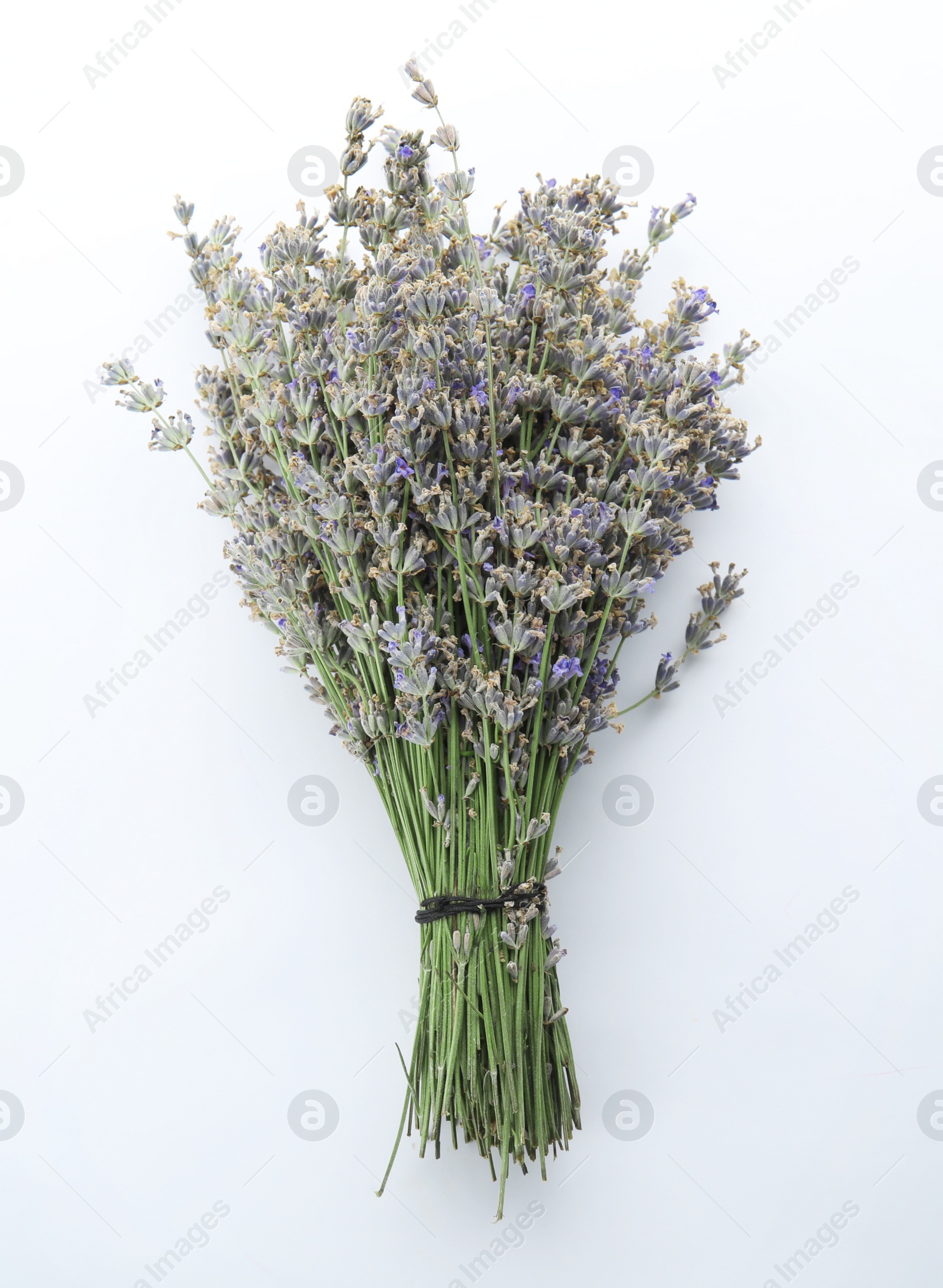 Photo of Beautiful blooming lavender flowers on white background