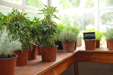 Fresh potted home plants on wooden window sill indoors, space for text