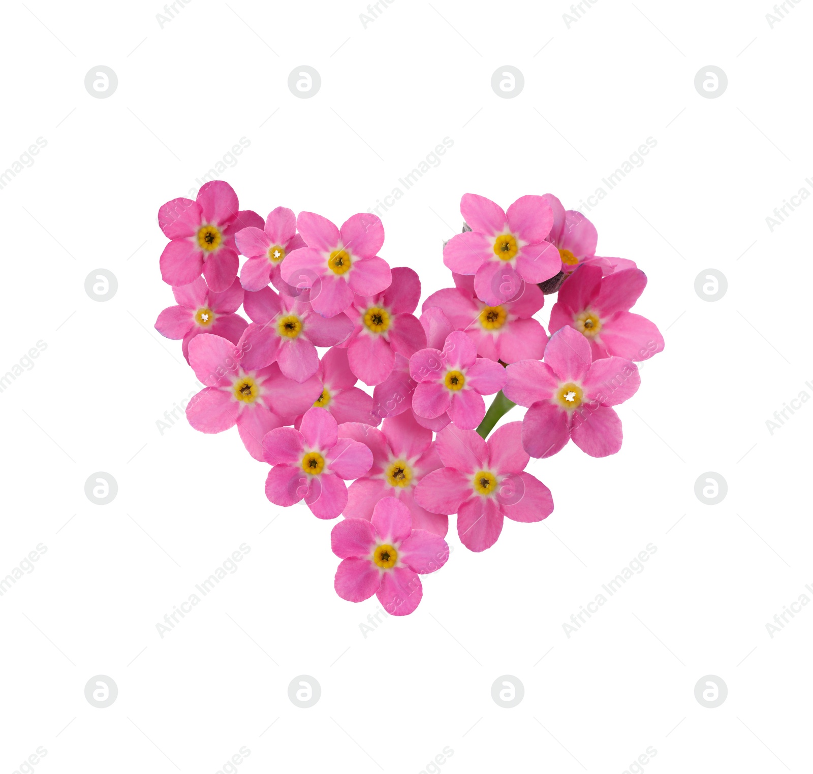 Image of Delicate pink forget me not flowers on white background