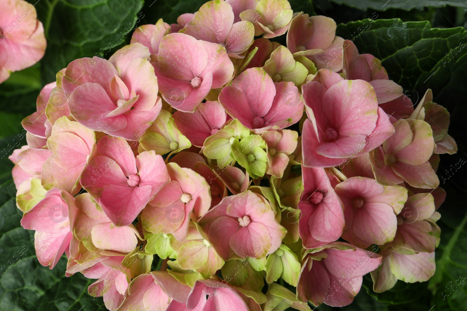 Photo of Hortensia plant with beautiful pink flowers, closeup