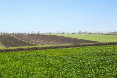 Photo of Beautiful viewagricultural field with ripening cereal crop