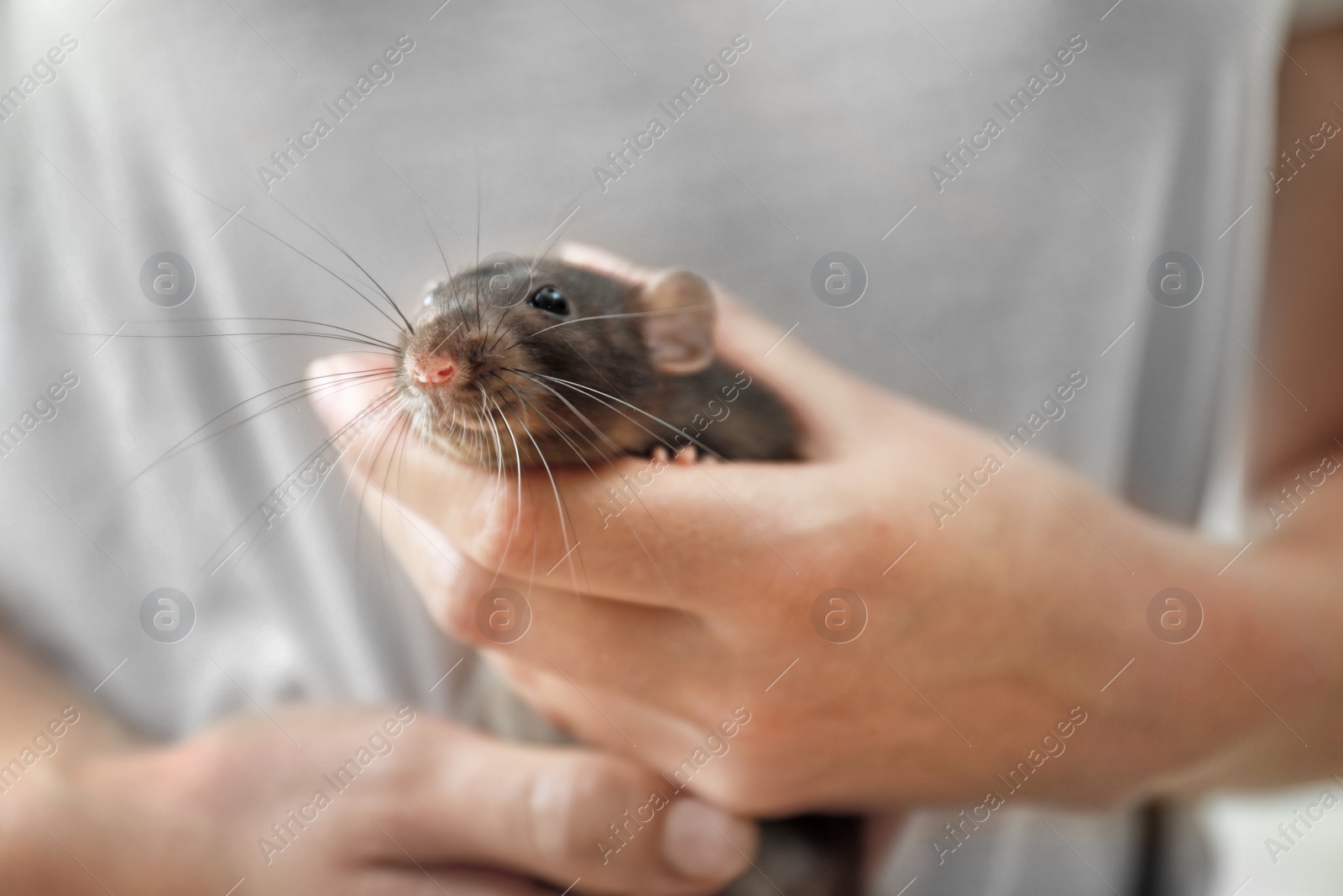 Photo of Young woman holding cute small rat, closeup