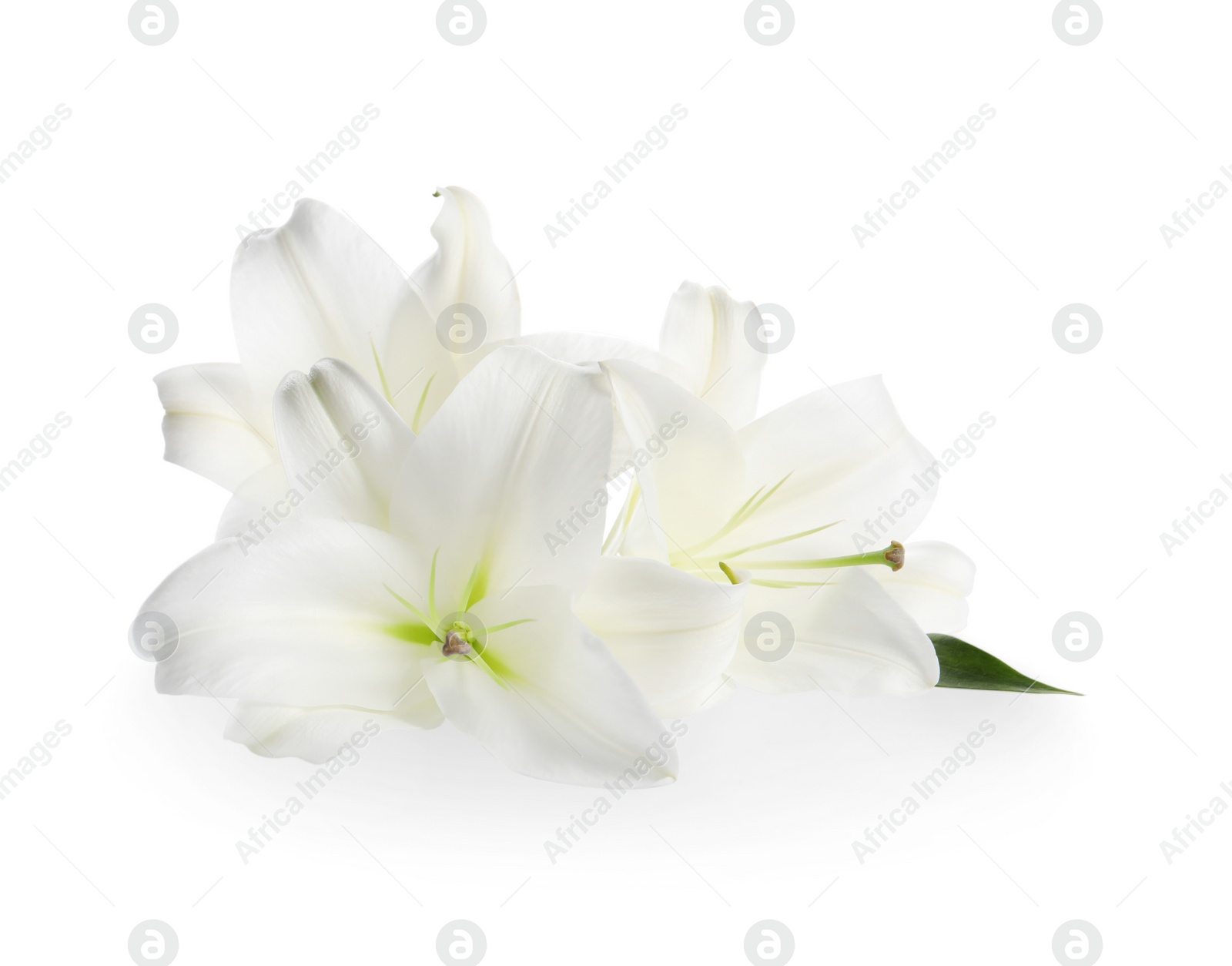 Photo of Beautiful fresh lily flowers isolated on white