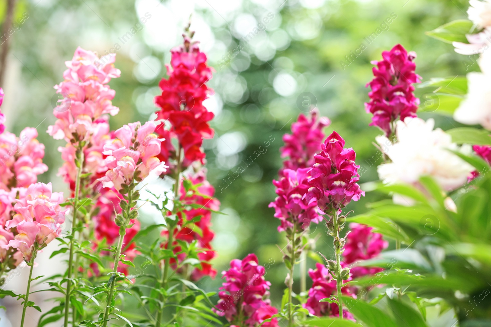 Photo of Beautiful spring flowers in garden on sunny day