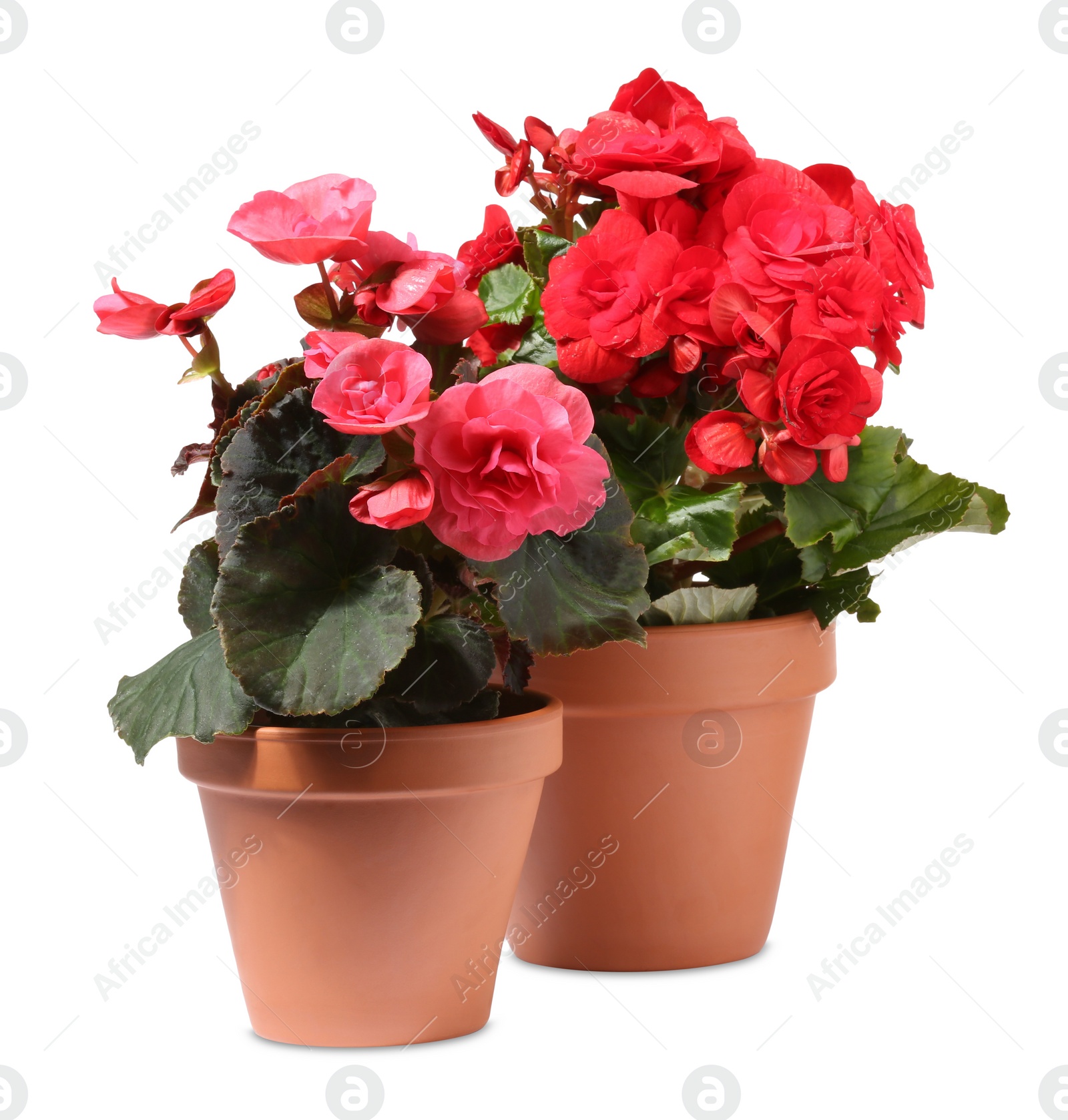 Photo of Begonia flowers in terracotta pots isolated on white