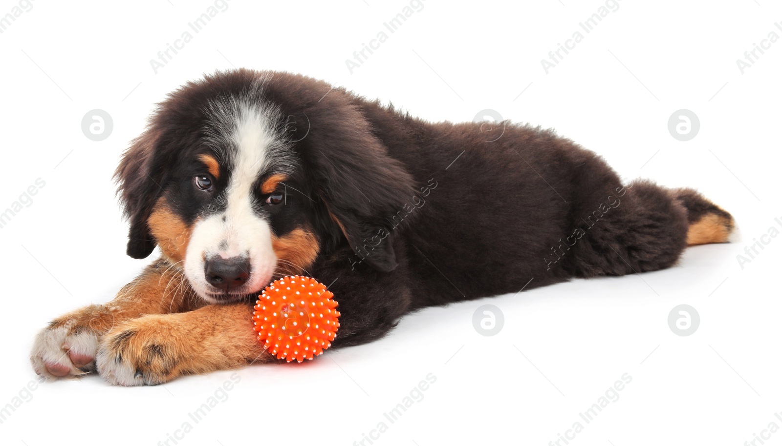 Photo of Adorable Bernese Mountain Dog puppy on white background