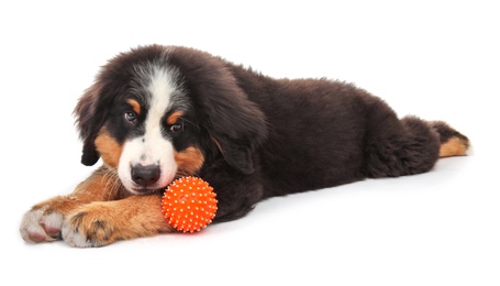 Adorable Bernese Mountain Dog puppy on white background