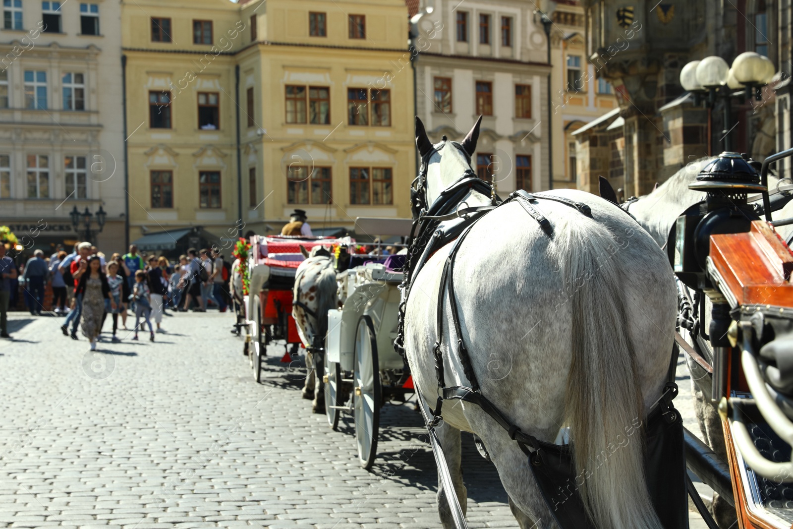 Photo of PRAGUE, CZECH REPUBLIC - APRIL 25, 2019: Harnessed horses with carriages on city street. Space for text