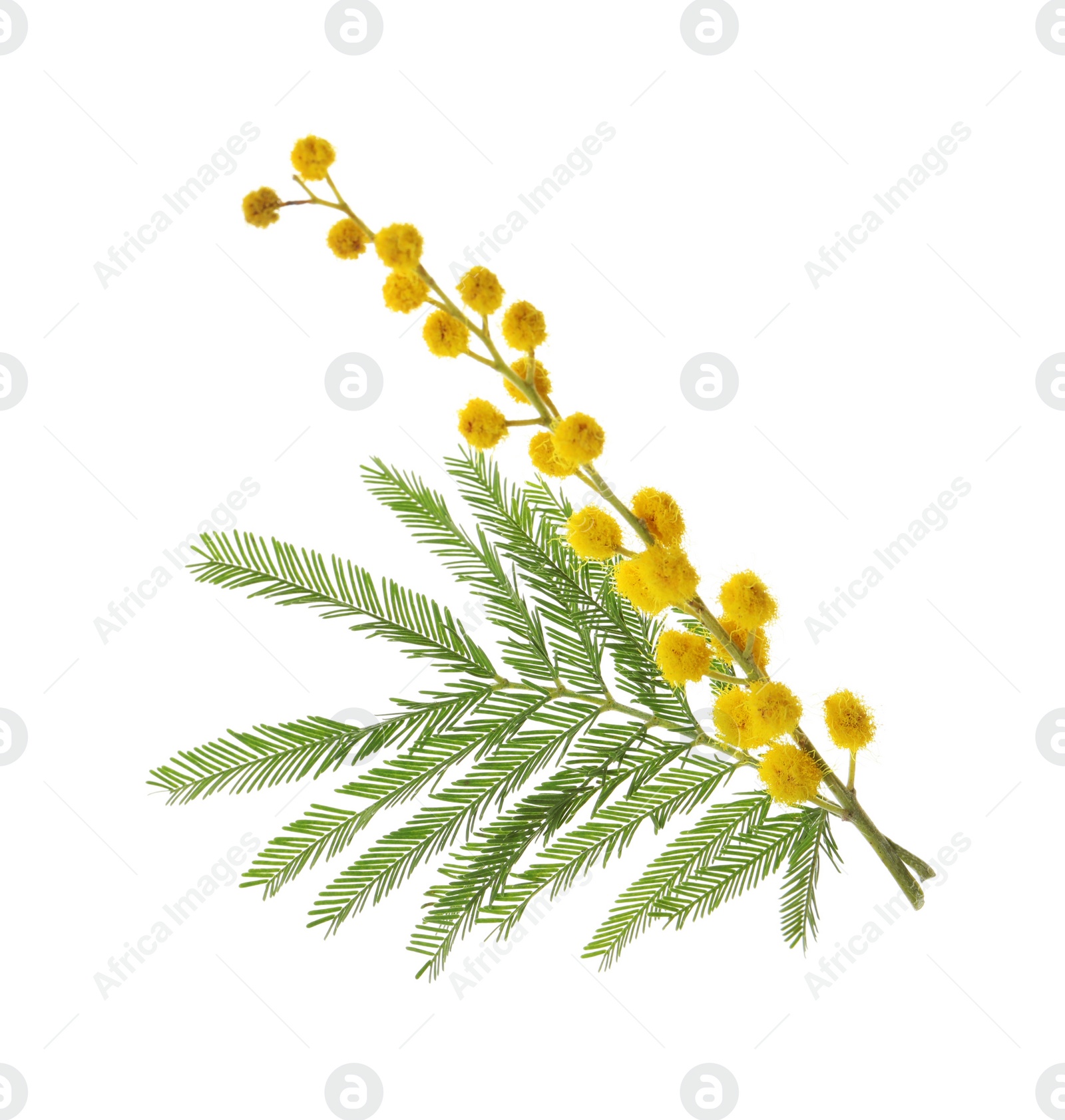 Photo of Beautiful mimosa plant with yellow flowers on white background