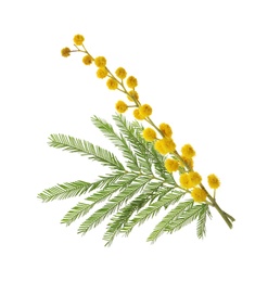 Photo of Beautiful mimosa plant with yellow flowers on white background